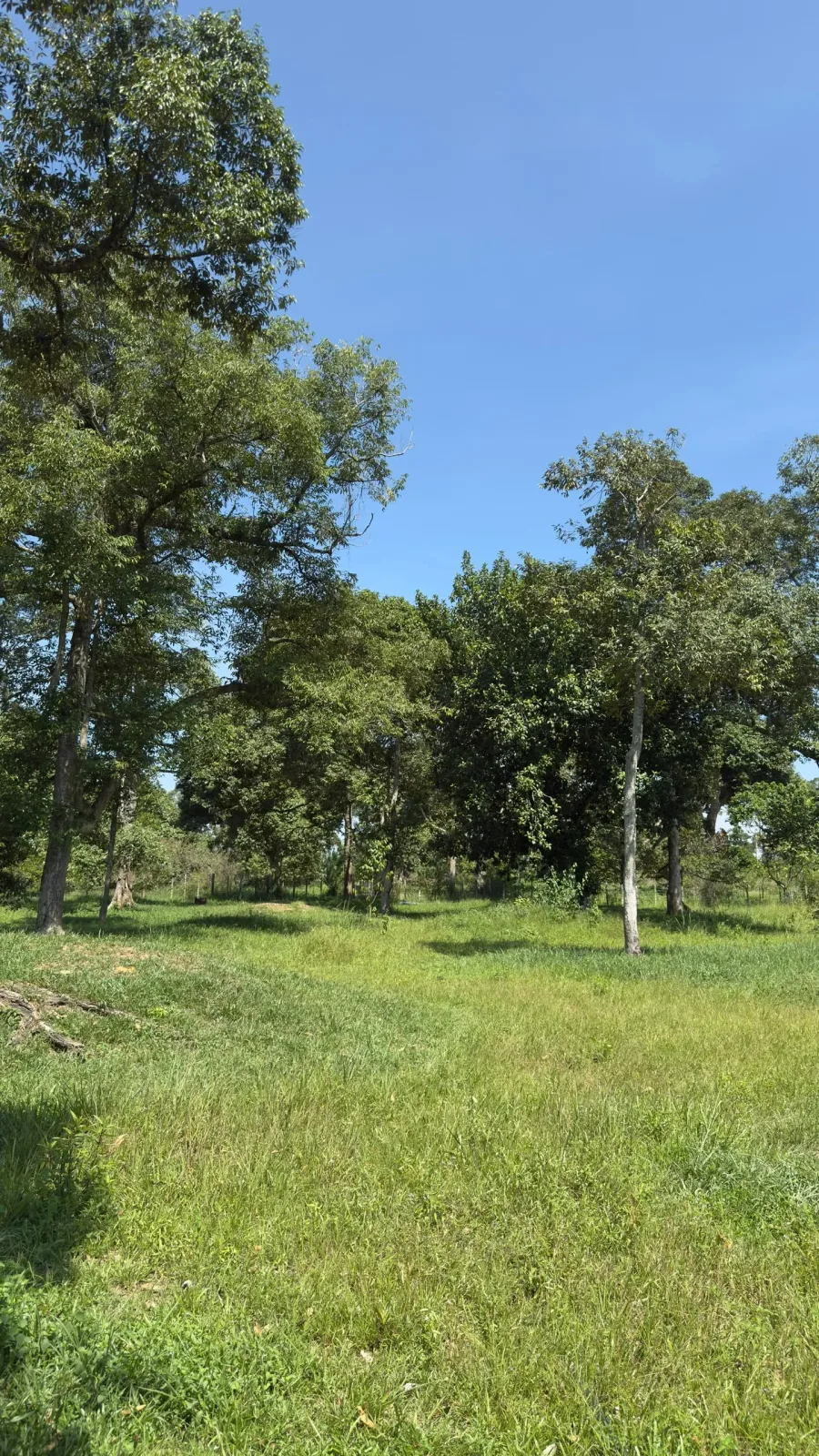 Tanah Pertanian, Kebun Durian Batu 15 Gambang