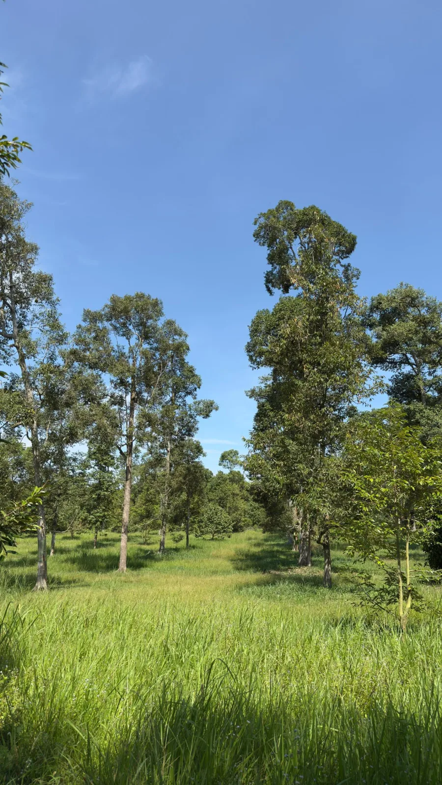 Tanah Pertanian, Kebun Durian Batu 15 Gambang