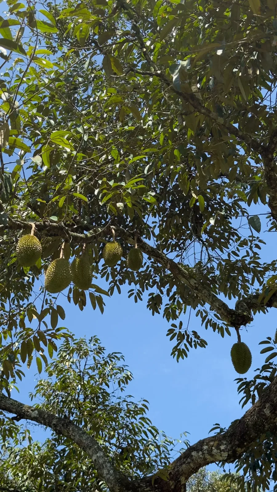 Tanah Pertanian, Kebun Durian Batu 15 Gambang