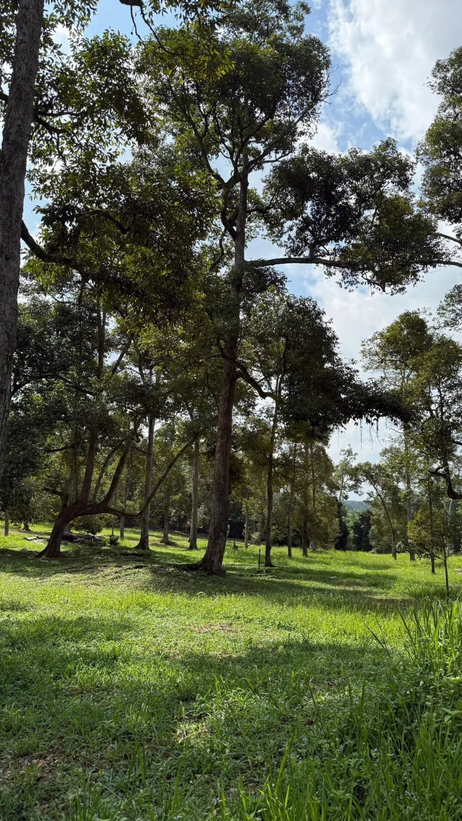 Tanah Pertanian, Kebun Durian Batu 15 Gambang