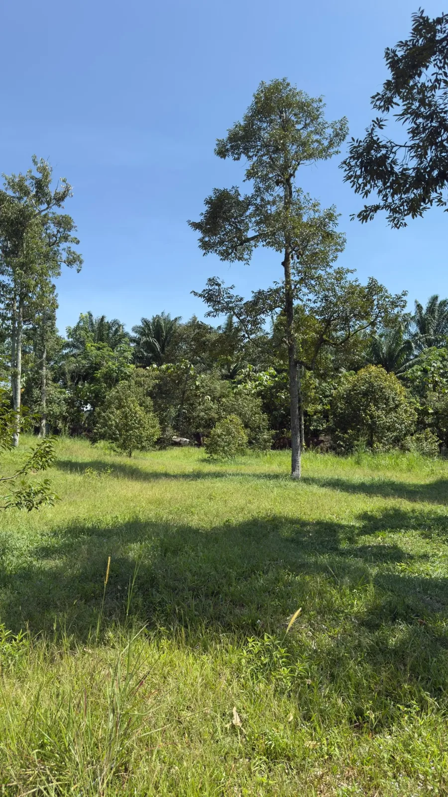 Tanah Pertanian, Kebun Durian Batu 15 Gambang