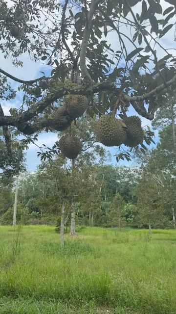 Tanah Pertanian, Kebun Durian Batu 15 Gambang