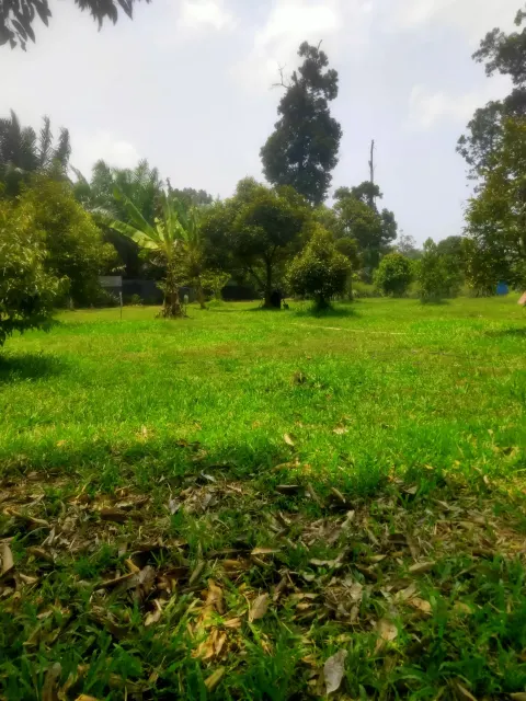 Kebun Durian Mukim Ganchong, Pekan