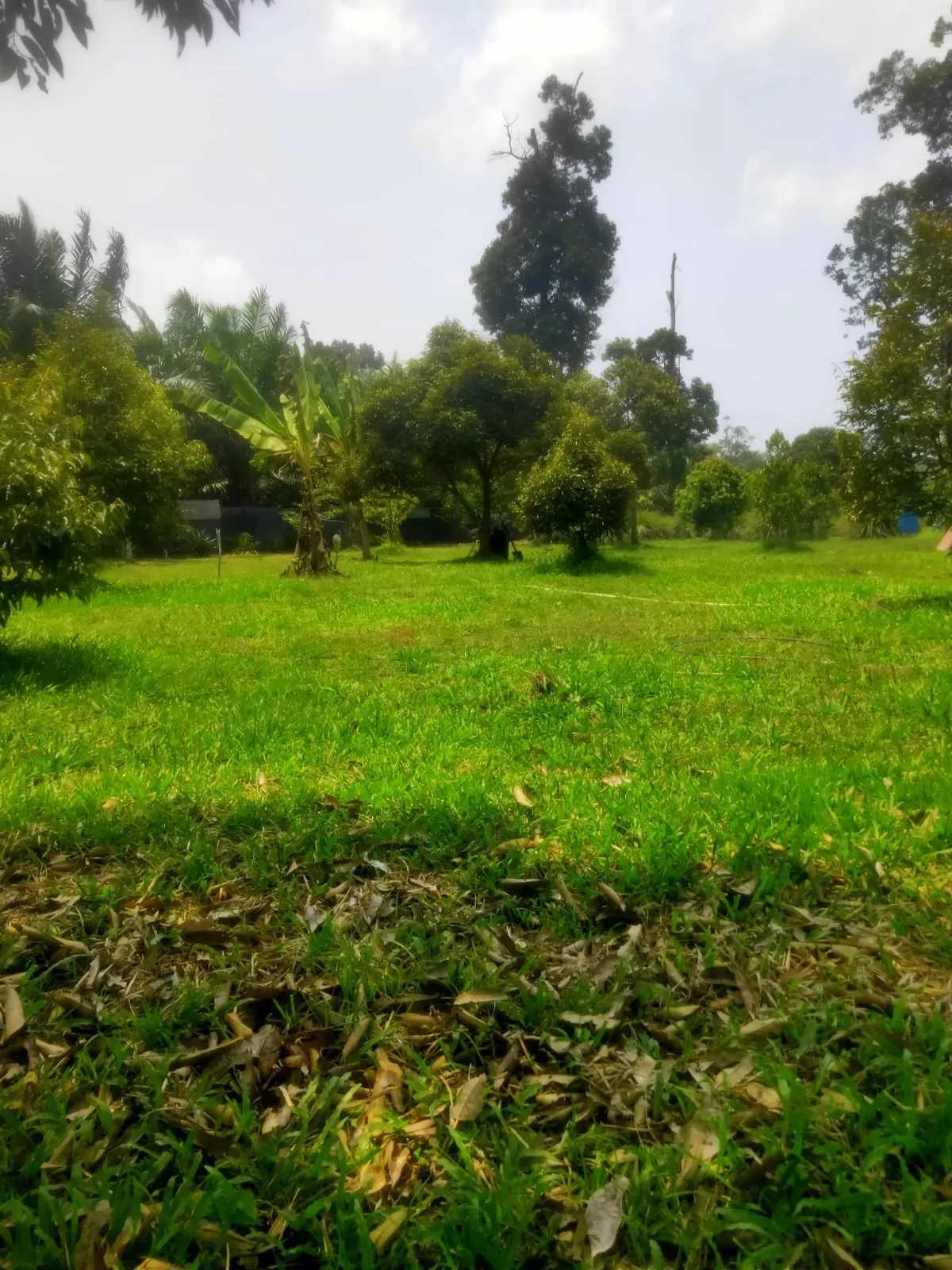 Kebun Durian Mukim Ganchong, Pekan