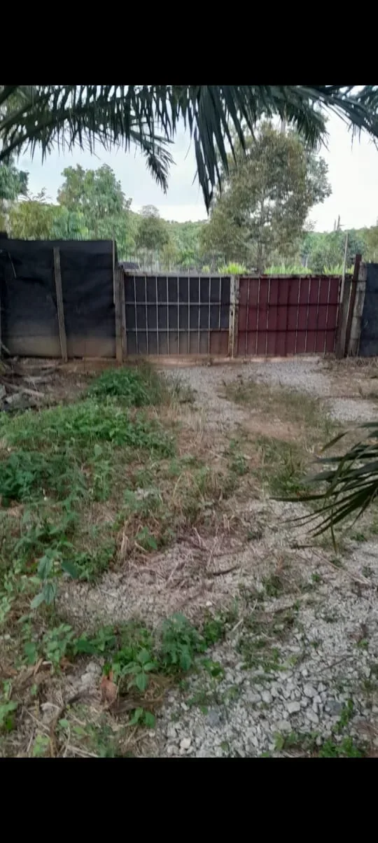 Kebun Durian Mukim Ganchong, Pekan