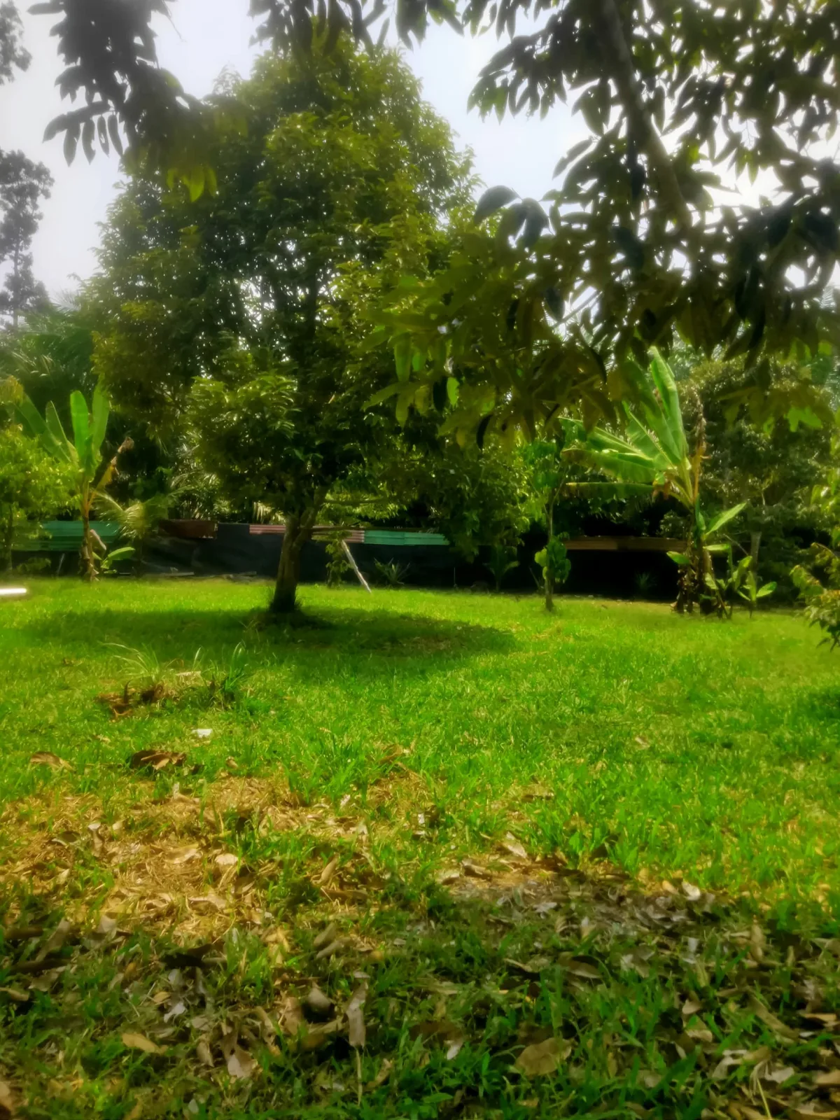 Kebun Durian Mukim Ganchong, Pekan